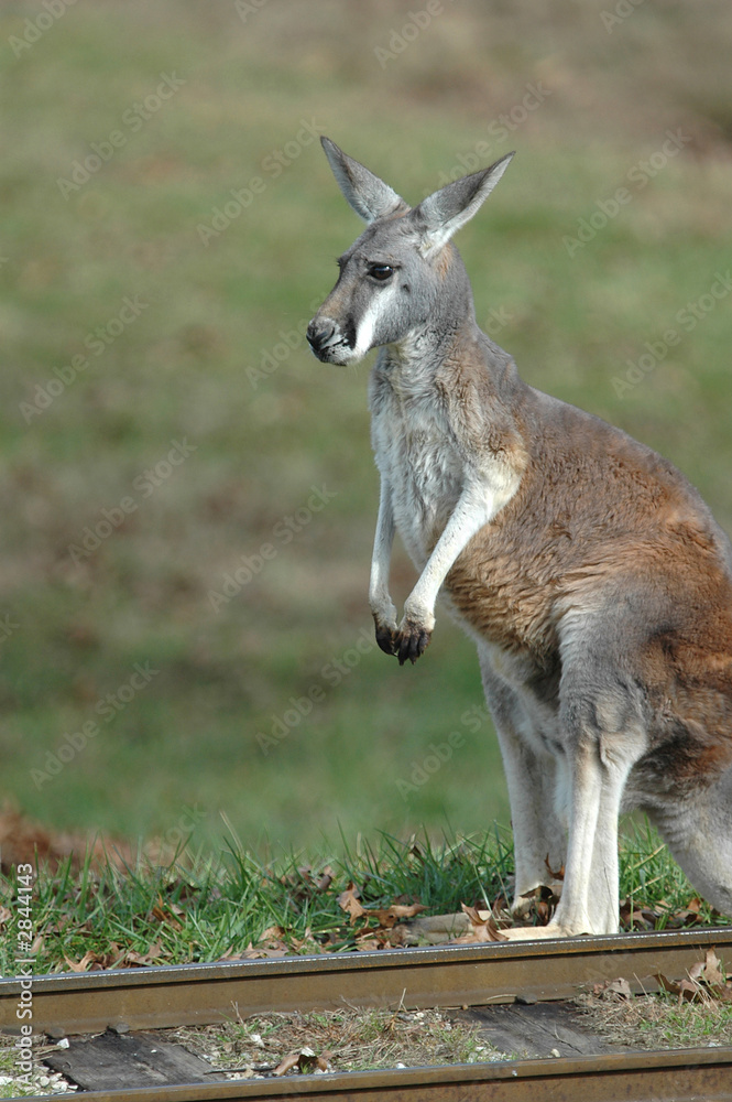 kangaroo kangaroo
