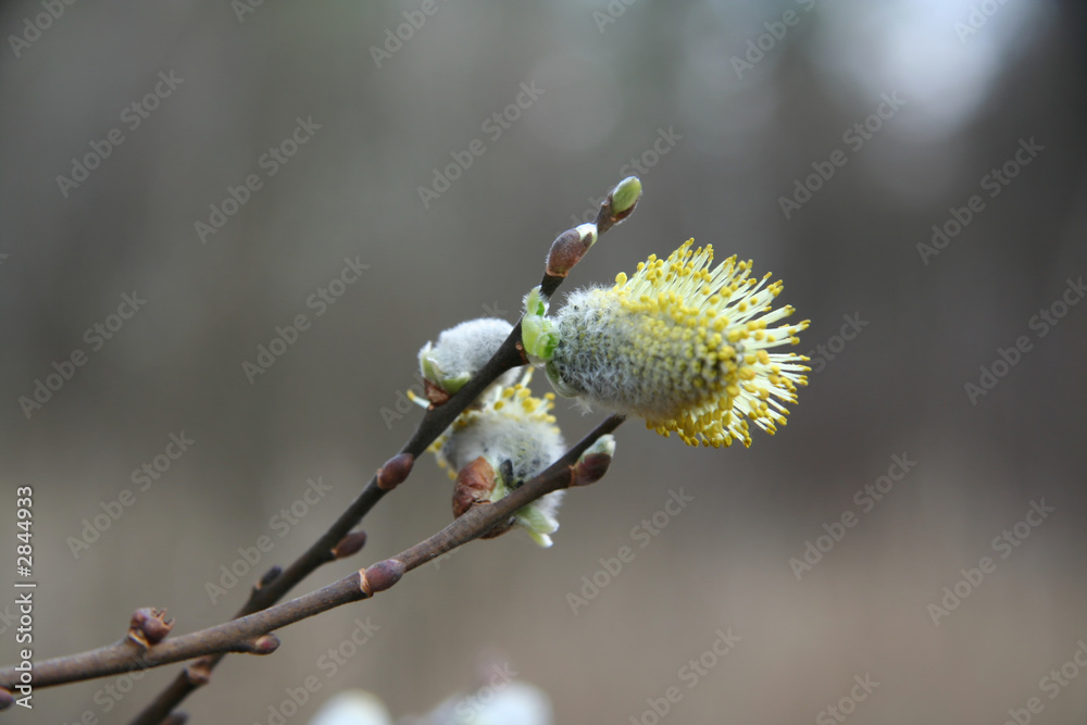 blossoming pussy-willow blossoming pussy-willow
