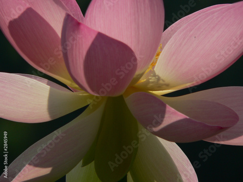 lotus flower detail