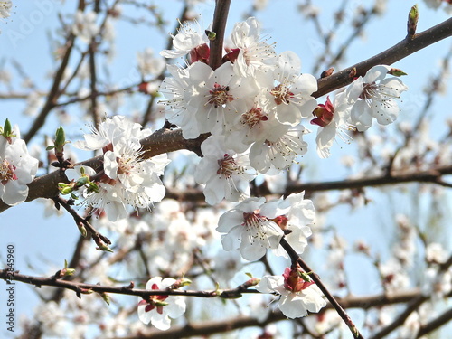 spring blossom of apricote tree white flowers
