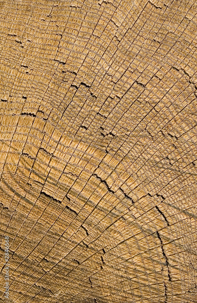 Fototapeta premium wooden trunk