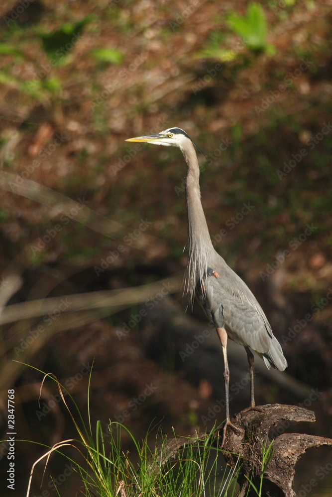 Fototapeta premium heron costa rica