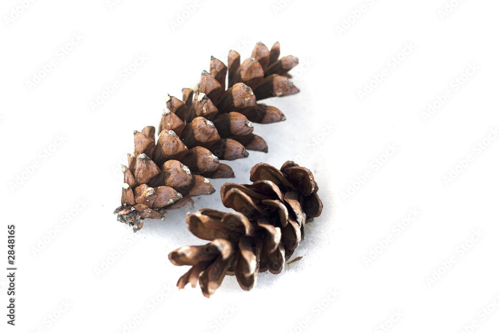 pine cones 1