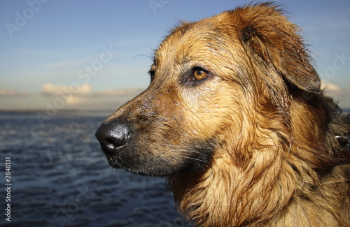 dog at beach