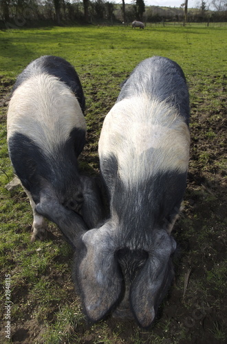 two british saddleback pigs in field