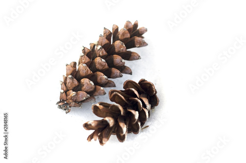 pine cones 1