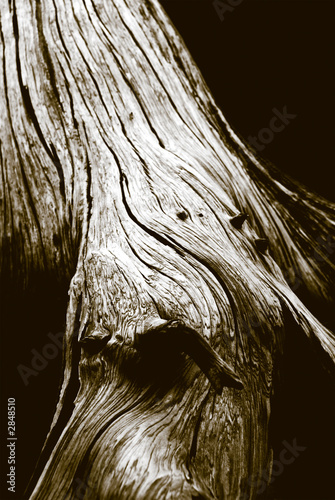 detail of grainy tree