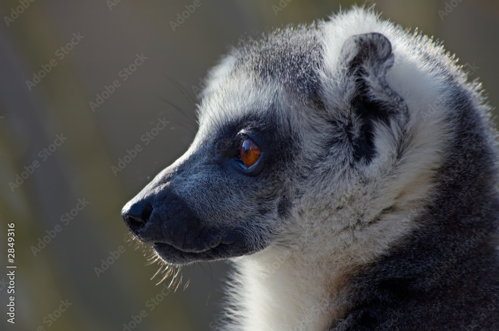 Obraz premium portrait of a ring-tailed lemur