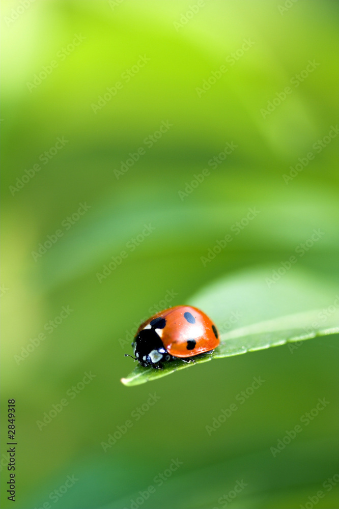 ladybug