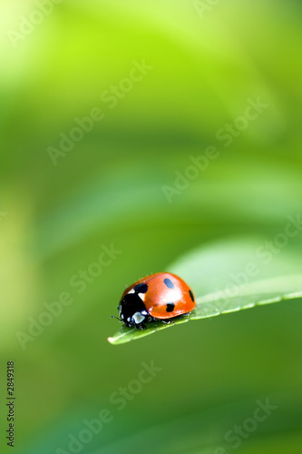 ladybug © Stuart Monk
