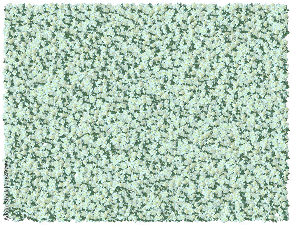 cream roses background cream roses background