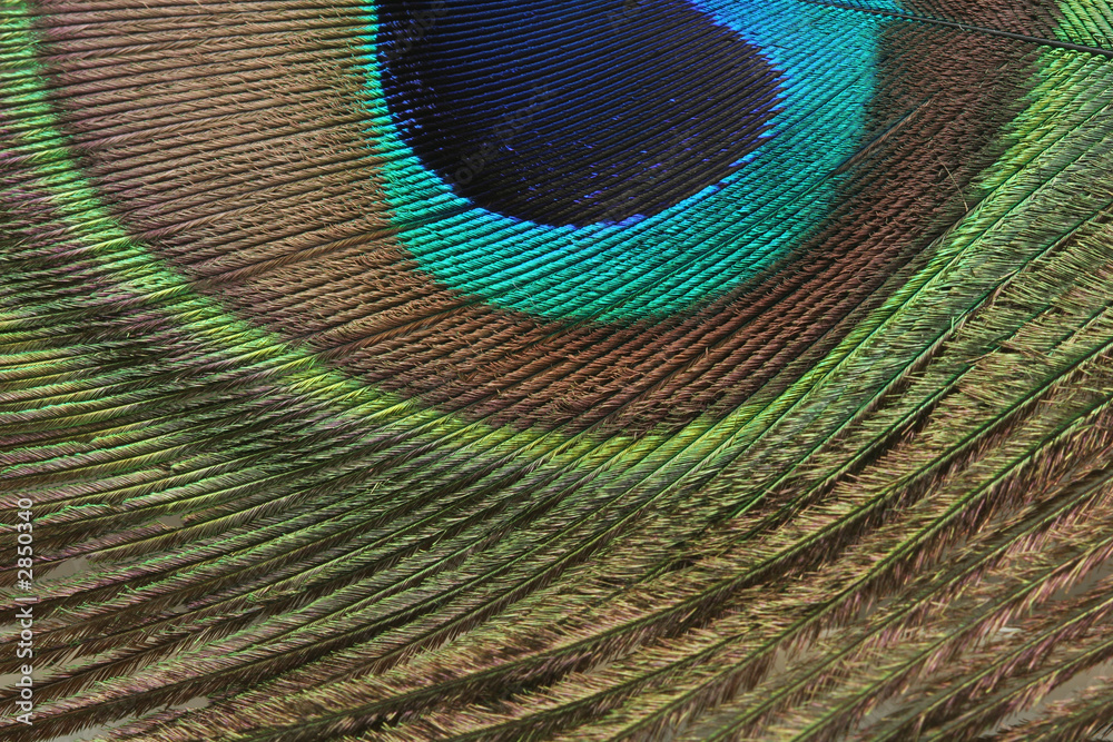 Obraz premium peacock feather