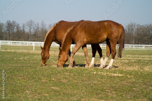 horses on the meadow