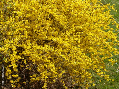 arbuste en fleurs