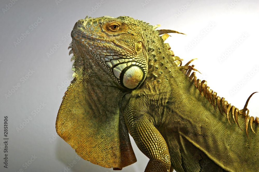 Obraz premium iguane