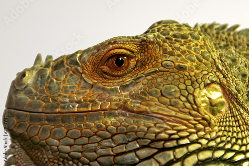 iguane