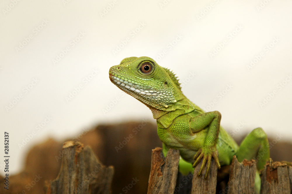 Fototapeta premium physignatus