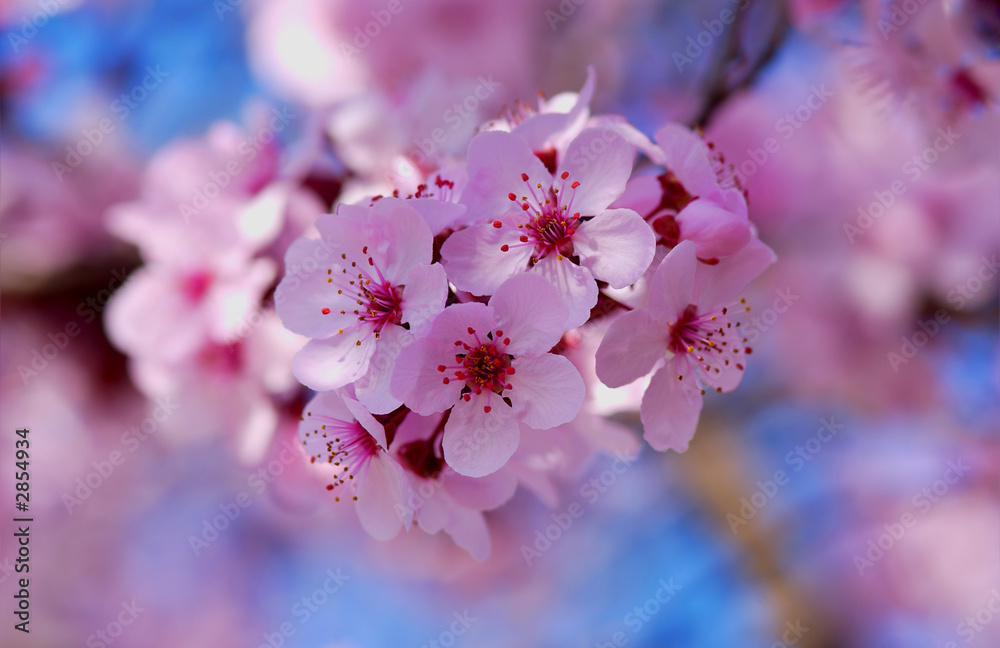 Fototapeta premium cherry tree