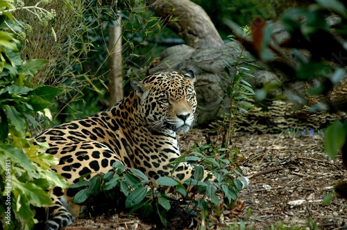 jaguar resting