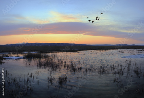 flying mallards after sunset in spring, 3 shots