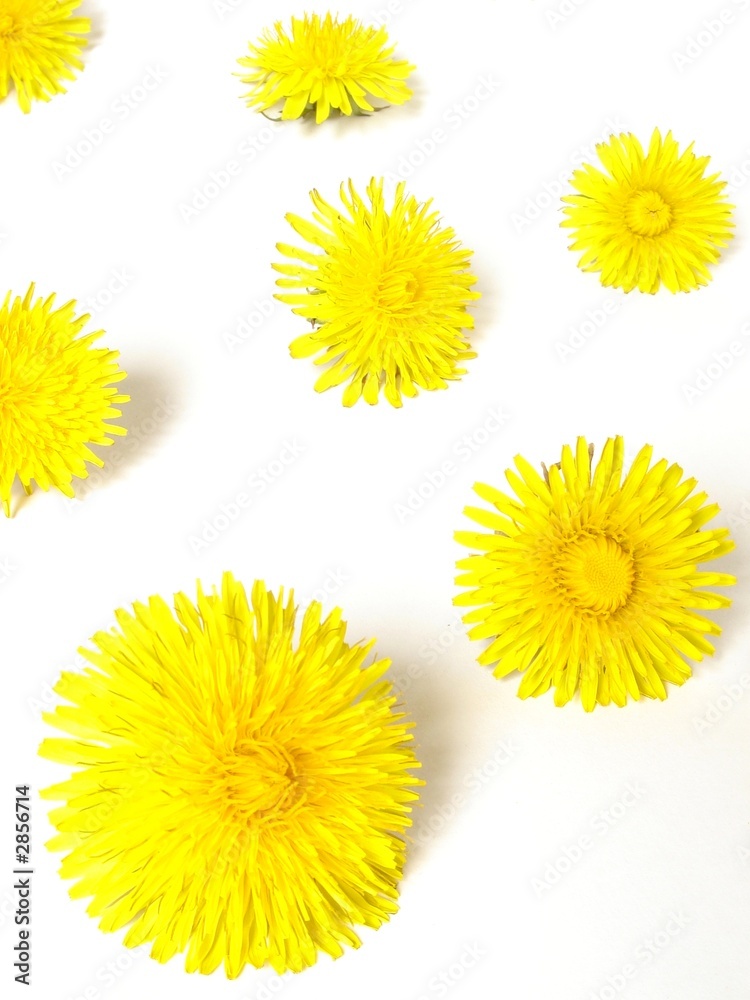 dandelions dandelions