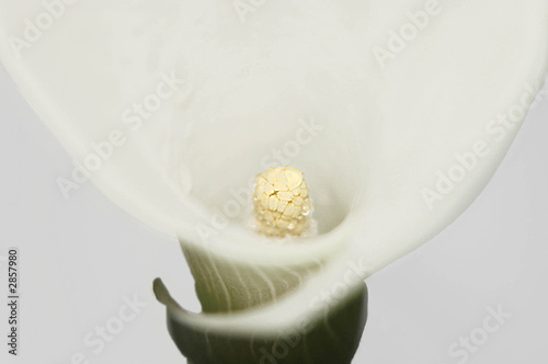 calla