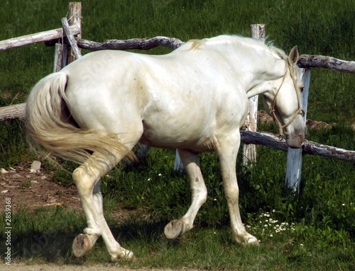white horse