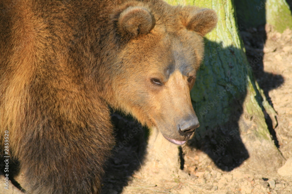 Fototapeta premium braunbär