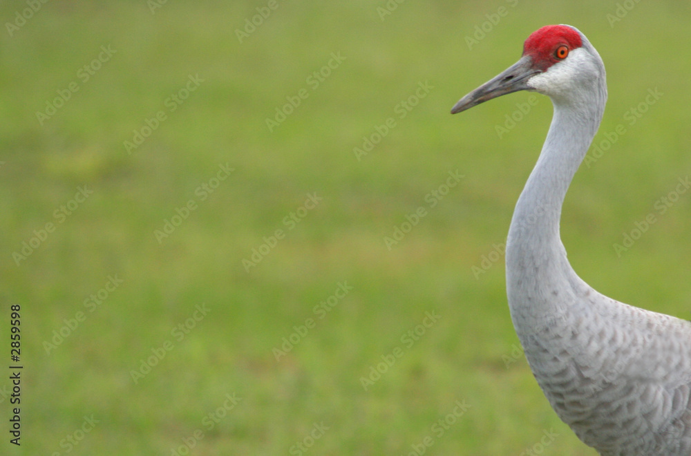 Obraz premium sandhill crane