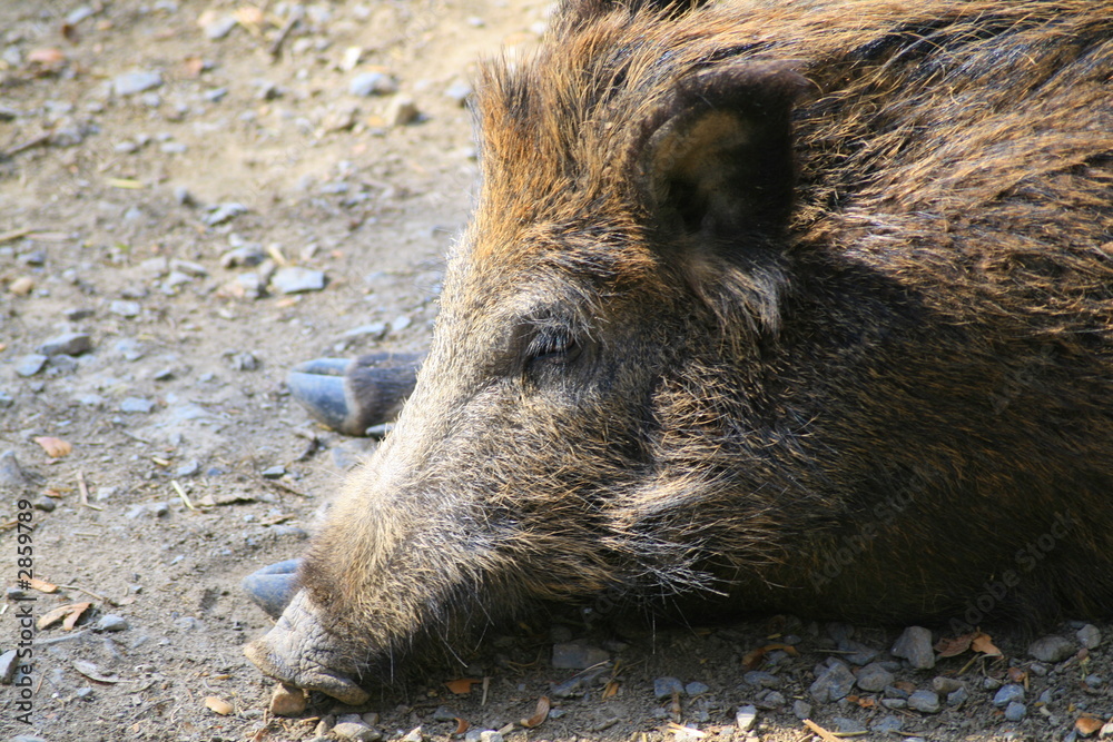 wildschwein schlafend