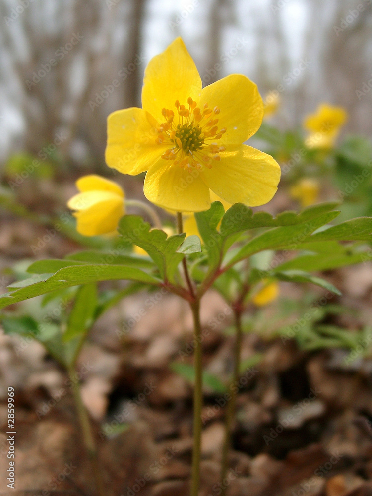 yellow wood anemone yellow wood anemone