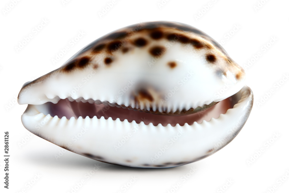 tiger cowrie shell tiger cowrie shell