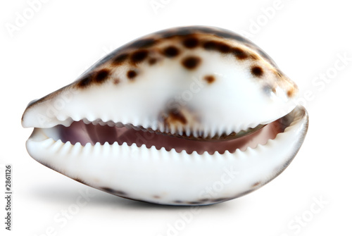 tiger cowrie shell