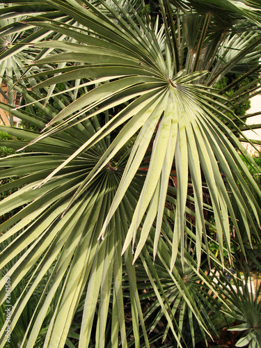 palm patterns