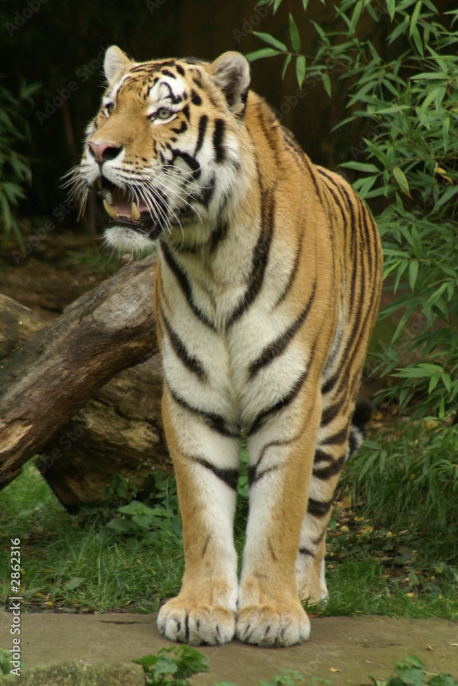 Fototapeta premium tiger