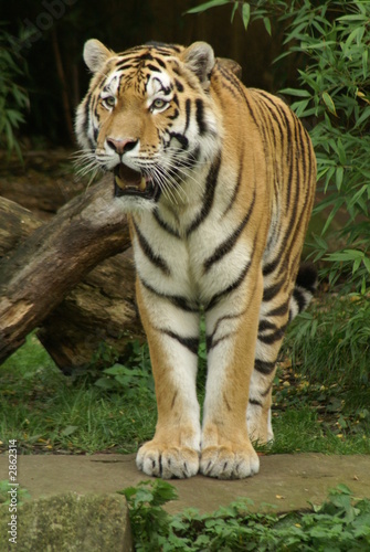 tiger