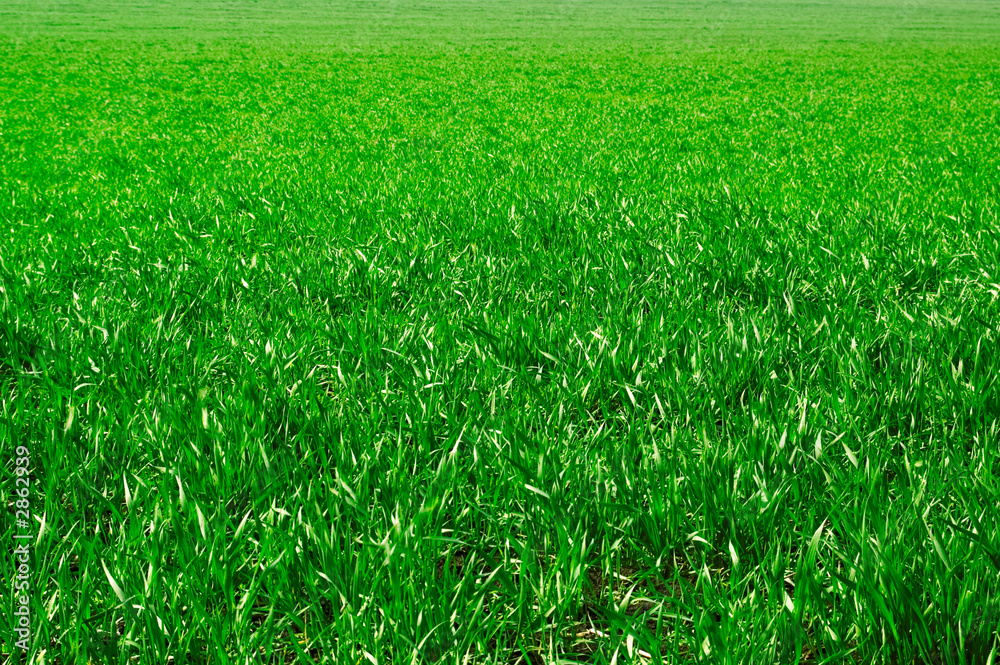 Obraz premium the green herb.