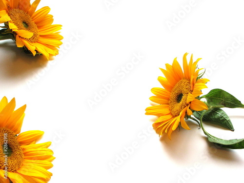 three sunflowers