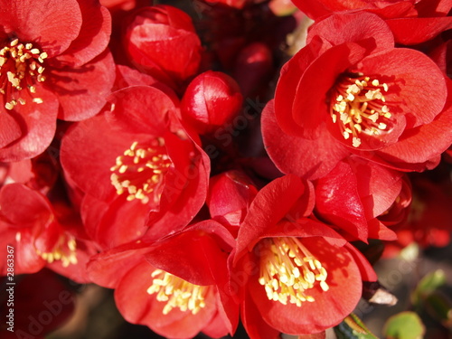 Obraz na plátně arbuste a fleurs rouges