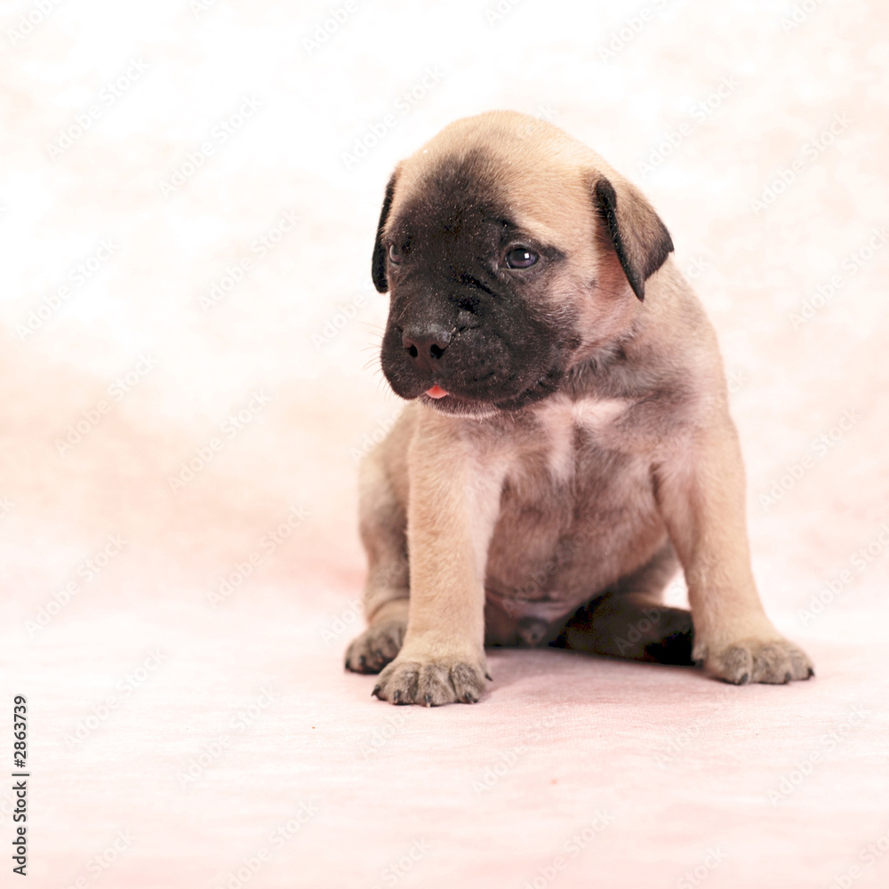 Obraz premium puppy 04