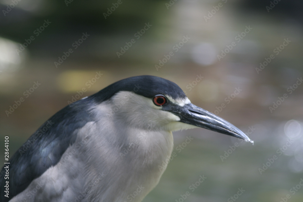 heron