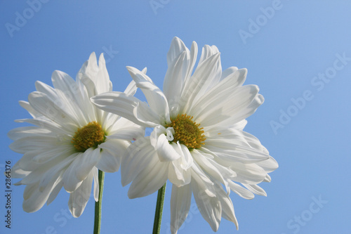 barbeton daisy gerbera flower