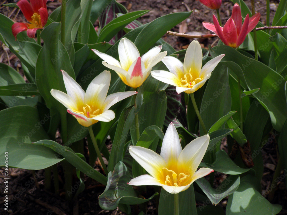 Fototapeta premium white and red tulips
