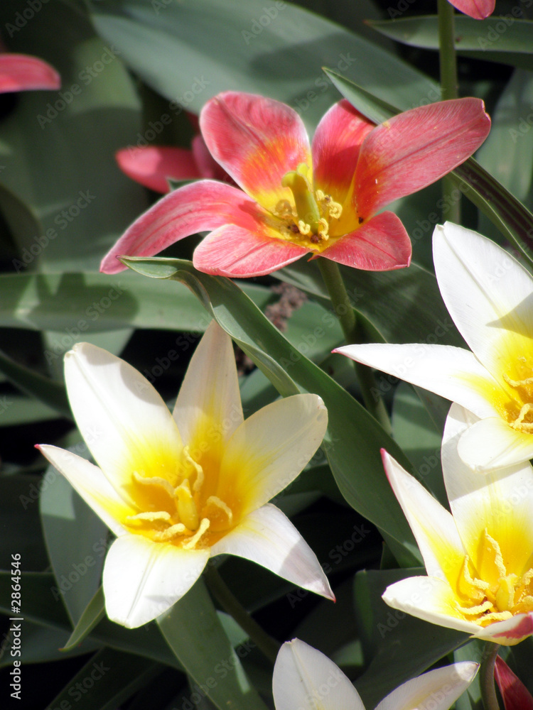 Fototapeta premium open white and red tulips