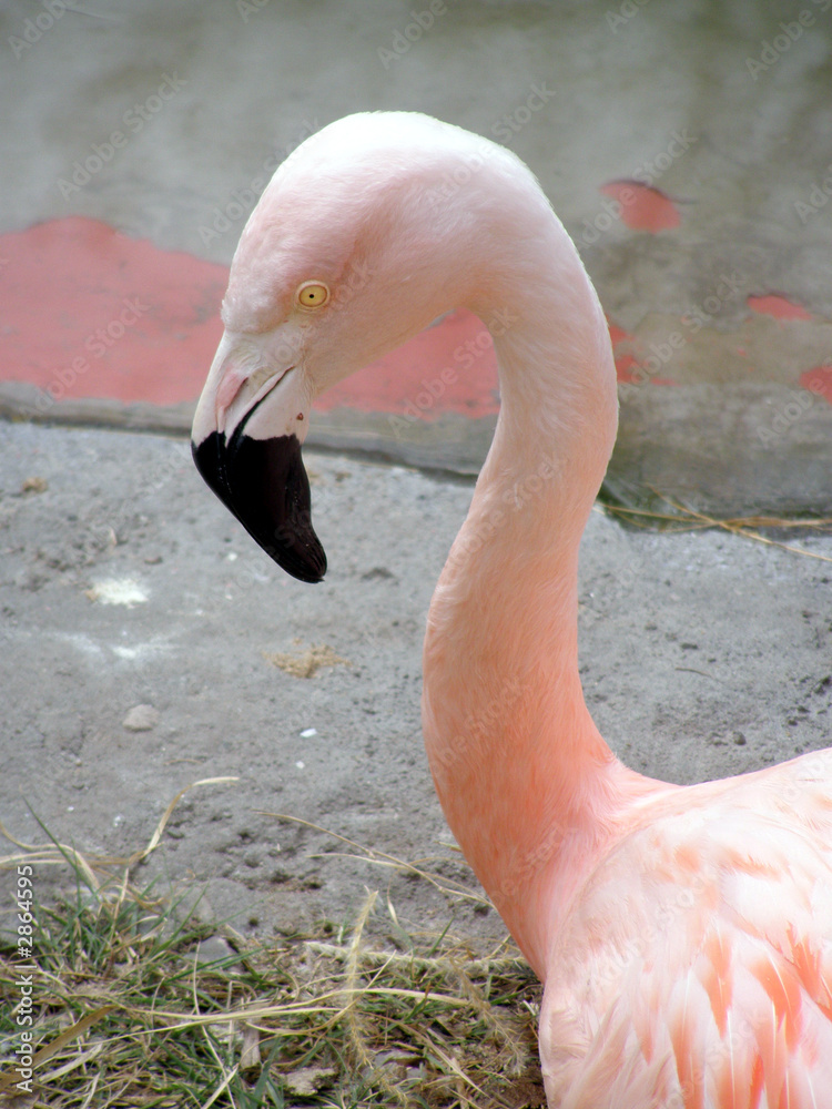 Fototapeta south american flamingo head and neck