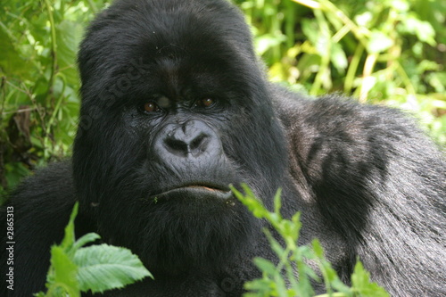 gorille mâle portrait © jf Lefèvre