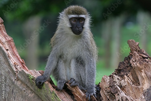 portrait de vervet