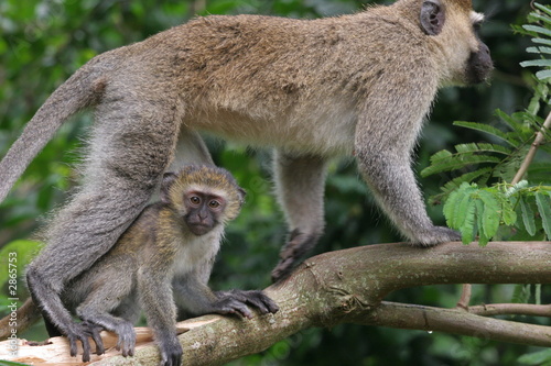 femelle vervet et son petit