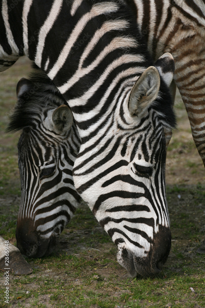 zebras zebras
