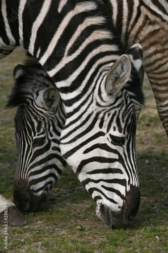 zebras